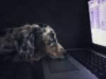 cão triste laptop