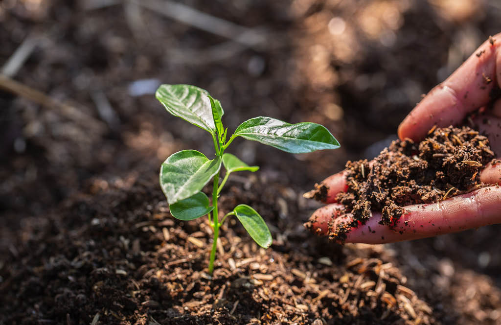 95% das empresas brasileiras já têm ações de sustentabilidade